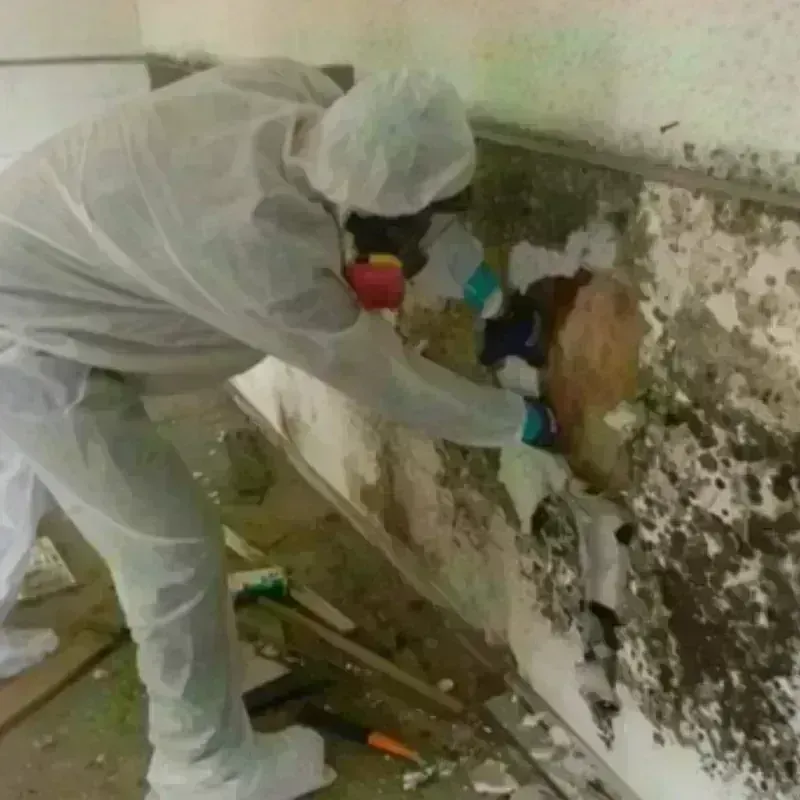 Mold Remediation and Removal in Bristol, VA